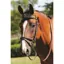 JHL Flash Bridle in Brown
