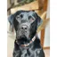 KM Elite Argentinian Dog Collar in Admiral