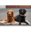 Eskadron Platinum Faux Leather Dog Set - Black