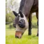 LeMieux Bug Relief Half Mask Walnut