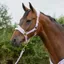 Battles Supreme Products Dotty Fleece Head Collar and Lead Rope - Lavish Lilac