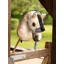 LeMieux Hobby Horse Vogue Headcollar Glacier