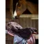 LeMieux Simuwool Seat Saver Brown