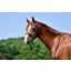 ThinLine English Reins Non-Slip Grip - Brown - Buckle - 60 - Without Stoppers