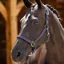 LeMieux Neoprene Yard Headcollar Navy
