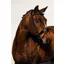 Ps of Sweden Flying Change Bridle - Black
