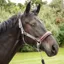 KM Elite Leather Webbing Headcollar in Tan/Grey