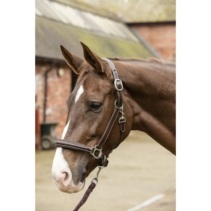 Mark shop todd headcollar