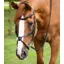 Premier Equine Glorioso Grackle Bridle Black