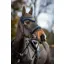LeMieux Classic Fly Hood Alpine