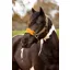LeMieux Vogue Headcollar and Leadrope Alpine
