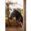 LeMieux Hobby Horse Fly Hood Glacier