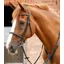 Premier Equine Mossimo Cavesson Bridle Black