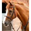 Premier Equine Mossimo Cavesson Bridle Brown