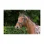EcoRider Ecosoft Acclaim Bridle - Brown