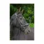 EcoRider Ecosoft Enigma Bridle - Black