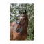 EcoRider Ecosoft Enigma Bridle - Brown