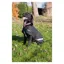 Cameo Canine Classic Canvas Waterproof Dog Coat - Black