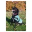 Cameo Canine Classic Canvas Waterproof Dog Coat -  Green
