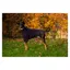 Cameo Canine Cosy Fleece Dog Jumper -  Black