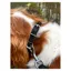 Cameo Canine Dog Collar - Brown
