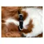 Cameo Canine Dog Dollar - Black