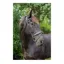 EcoRider Ultra Comfort Tullamore Bridle  - Brown