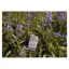 EcoRider Vegan Soap - Lavender