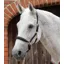 Premier Equine Padded Leather Headcollar Black