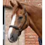 Premier Equine Padded Leather Headcollar Brown