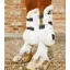Premier Equine Techno Wool Tendon Boots White