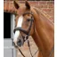 Premier Equine Favoloso Anatomic Bridle with Crank Noseband Brown