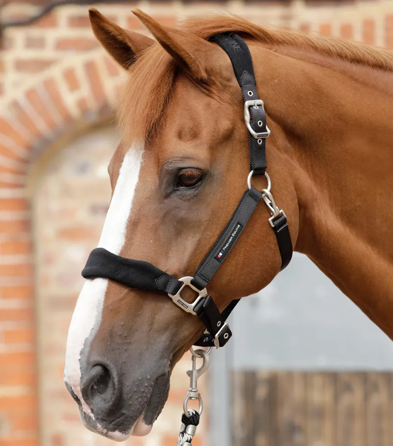 Head collar sale