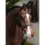 LeMieux Stitched Hunter Bridle with Laced Reins Havana/Silver