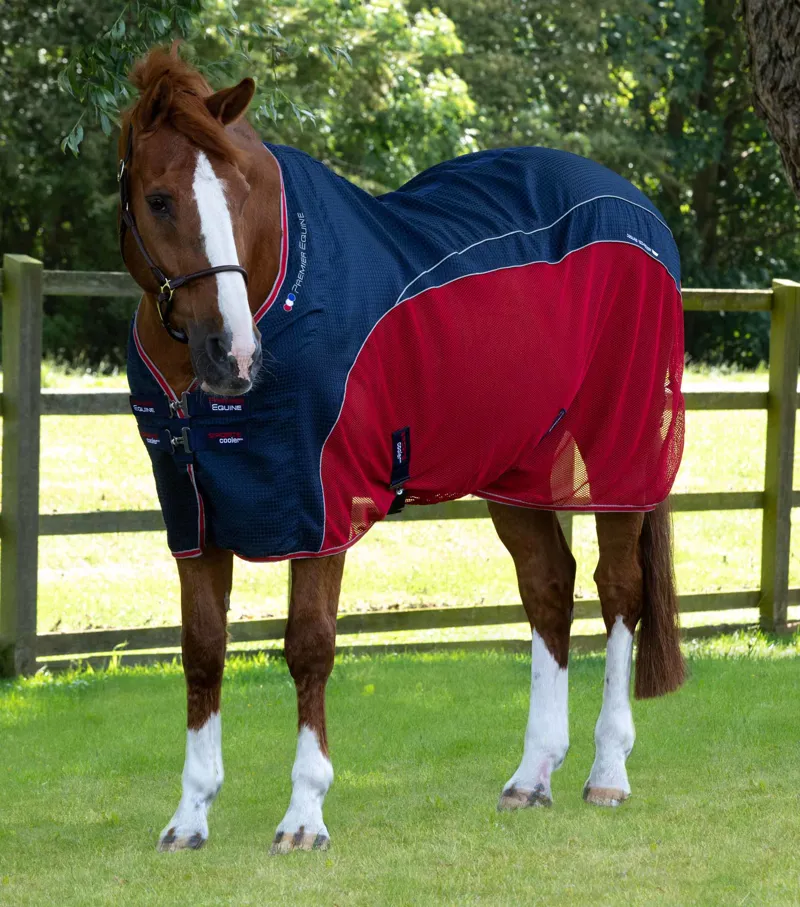 Cooler rug deals