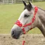 Battles Supreme Products Dotty Fleece Head Collar and Lead Rope  - Rosette Red