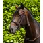 Premier Equine Verdura Anatomic Snaffle Bridle Brown